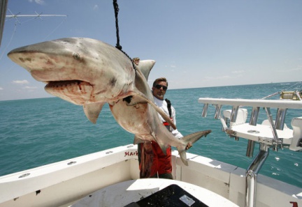 MARK THE SHARK and MONSTER MIAMI BEACH BULL SHARK