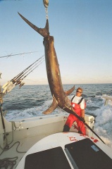 MARK THE SHARK AND ANOTHER MONSTER SWORDY