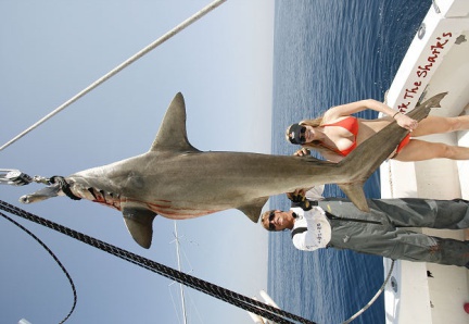 MARK THE SHARK AND BEAUTY AND THE BEAST