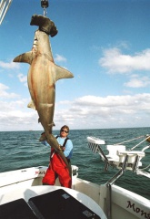 MARK THE SHARK and ANOTHER MONSTER HAMMERHEAD