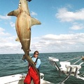 MARK THE SHARK and ANOTHER MONSTER HAMMERHEAD