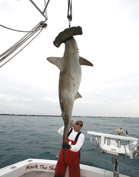MARK THE SHARK and ANOTHER MONSTER HAMMERHEAD SHARK OFF THE BEACH.jpg