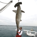 MARK THE SHARK and ANOTHER MONSTER HAMMERHEAD SHARK OFF THE BEACH