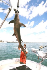 MARK THE SHARK and ANOTHER MONSTER GREAT HAMMERHEAD