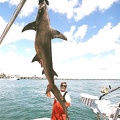 MARK THE SHARK and ANOTHER MONSTER GREAT HAMMERHEAD