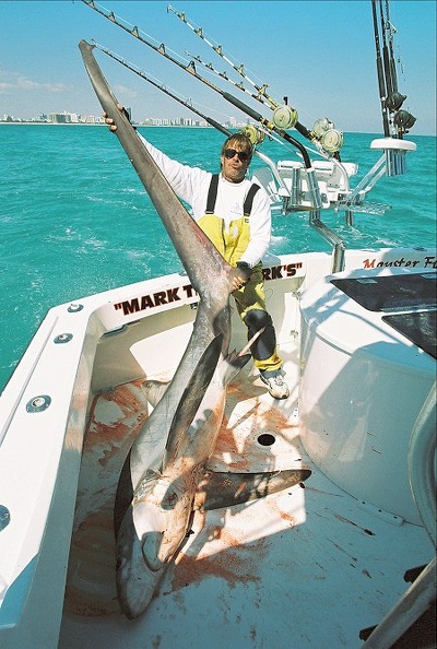 MARK THE SHARK AND  THRESHER-423.jpg