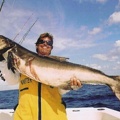 Mark the SHARK & giant cobia