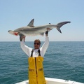 mark & shark & HAMMERHEAD