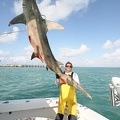 MARK THE SHARK AND ANOTHER GIANT GREATER HAMMERHEAD SHARK