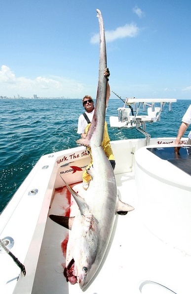 MARK THE SHARK AND ANOTHER FLORIDA RECORD COMMON THRESHER SHARK.jpg