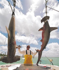 MARK THE SHARK AND MONSTER MIAMI HAMMERHEADS