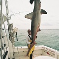 MARK THE SHARK AND MONSTER MIAMI HAMMERHEAD