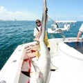MARK THE SHARK AND ANOTHER FLORIDA RECORD COMMON THRESHER SHARK