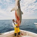 MARK THE SHARK with ANOTHER WORLD RECORD SCALLOPPED HAMMERHEAD