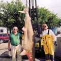 WORLD RECORD SCALLOPPED HAMMERHEAD