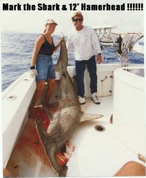 12 hamerhead.jpg