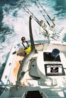 thumb MARK THE SHARK 492 THRESHER