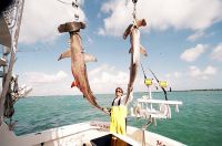 thumb MARK THE SHARK WITH 2 HAMMYS