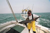 thumb MARK THE SHARK KEEPING A RARE WHITE TIP SHARK ALIVE FOR SCIENCE