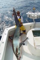 thumb Mark the Shark RARE THRESHER-44