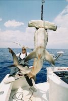 thumb MARK THE SHARK and SICKLE FIN HAMMERHEAD