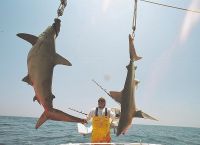 thumb MARK THE SHARK and TWIN TROPHYS