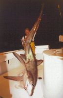 thumb MARK THE SHARK AND NIGHT THRESHER