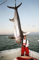 thumb MARK THE SHARK AND MONSTER SWORDY