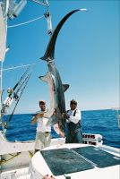 thumb MARK THE SHARK and MONSTER BIG EYE