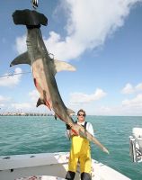 thumb MARK THE SHARK AND ANOTHER GIANT GREATER HAMMERHEAD SHARK-1