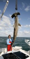 thumb MARK THE SHARK and ANOTHER MONSTER 08 HAMMERHEAD TROPHY