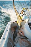 thumb MARK THE SHARK and  THRESHER SHARK