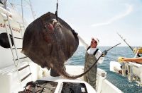 thumb MONSTER MUD RAY2