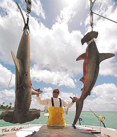 MARK THE SHARK AND MONSTER MIAMI HAMMERHEADS.jpg