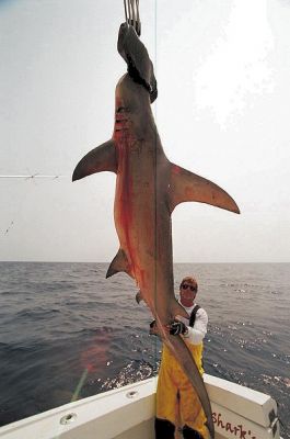 MARK_THE_SHARK_AND_GIANT_GREATER_HAMMERHEAD_SHARK.jpg