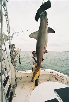MARK_THE_SHARK_AND_MONSTER_MIAMI_HAMMERHEAD.jpg